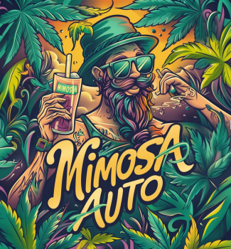 Preview: Samen 3x Mimosa Automatik Nordkraut